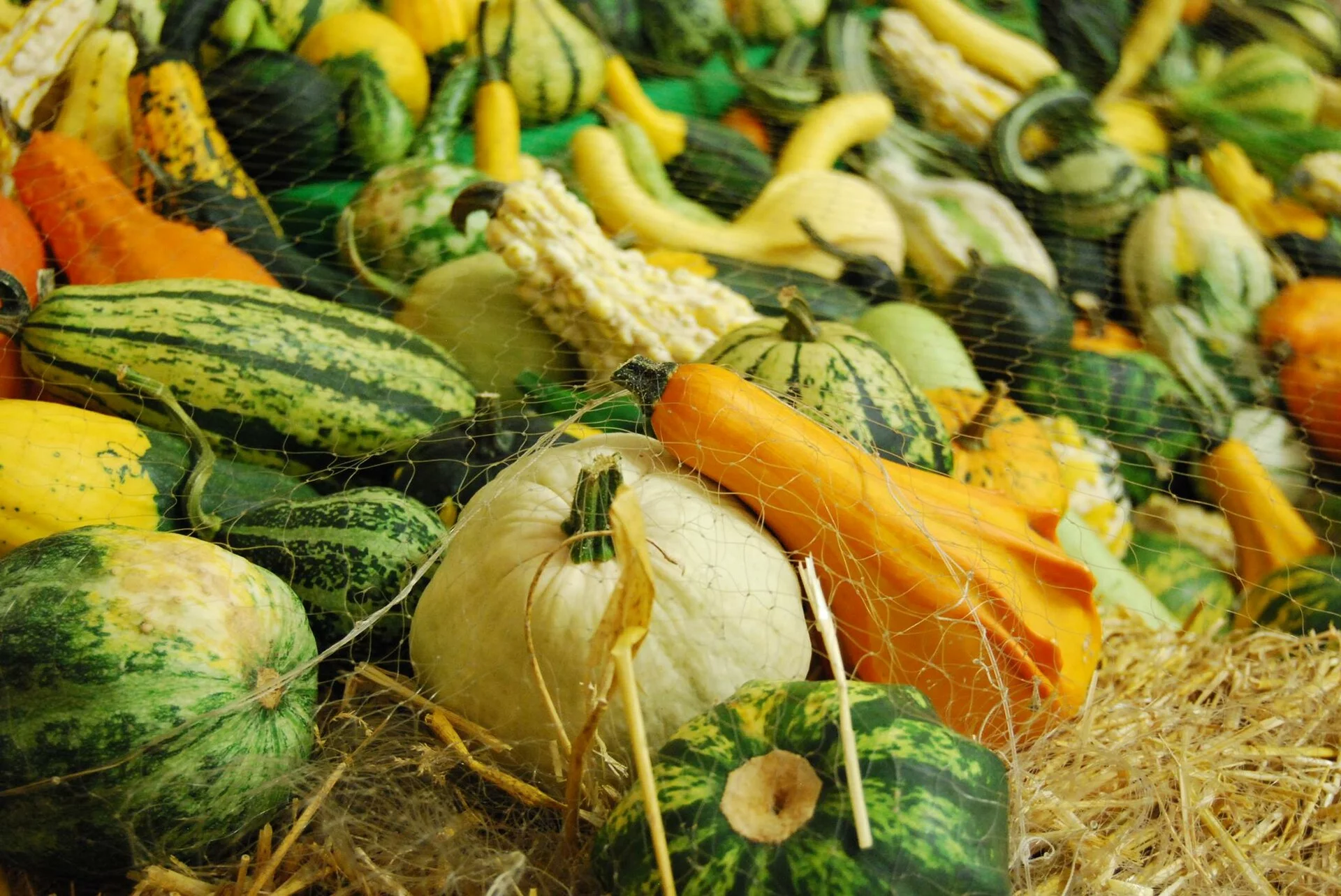 Festa della Zucca