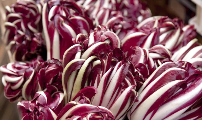 Mostra e Festa del Radicchio